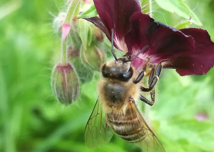 Mitterer Apartamento